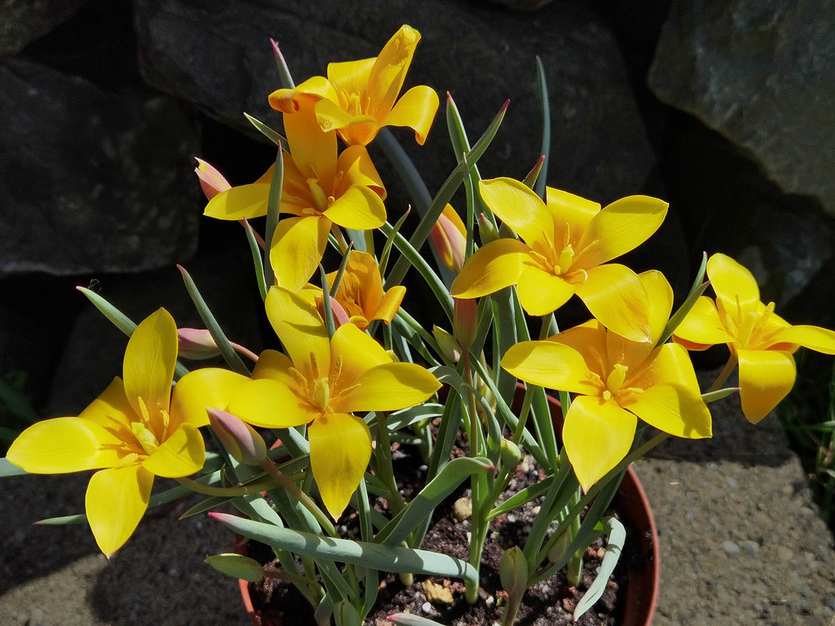 Tulipa clusiana var chrysantha 3
